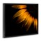 Stupell Industries Water Droplets on Sunflower Floating Frame, design by Brian Carson Photography